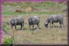 Waterbuffels
